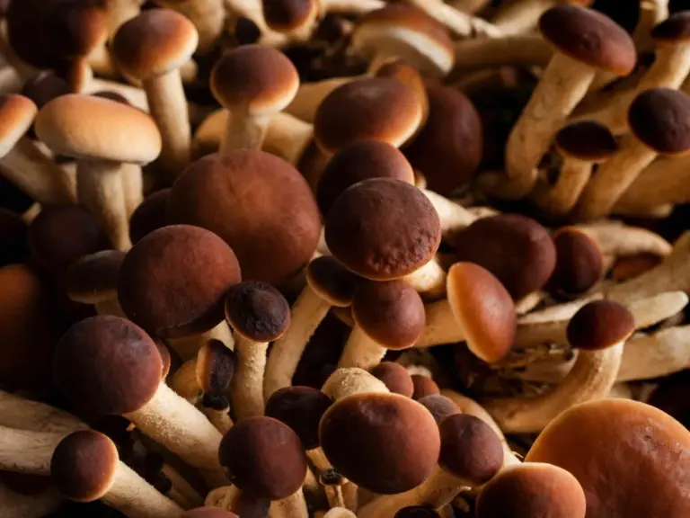 Trentola Ducenta, torna la Sagra dei Funghi di Pioppo e del Vino Asprino
