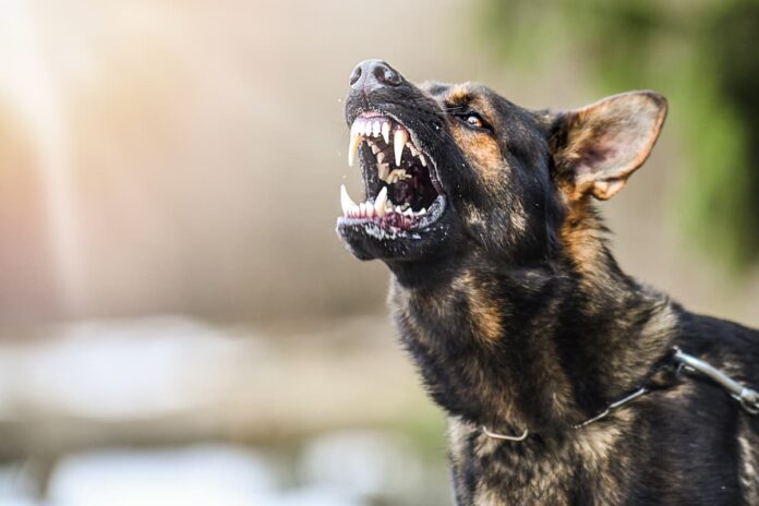 Trentola Ducenta, tenta di allontanare un cane e viene preso a pugni