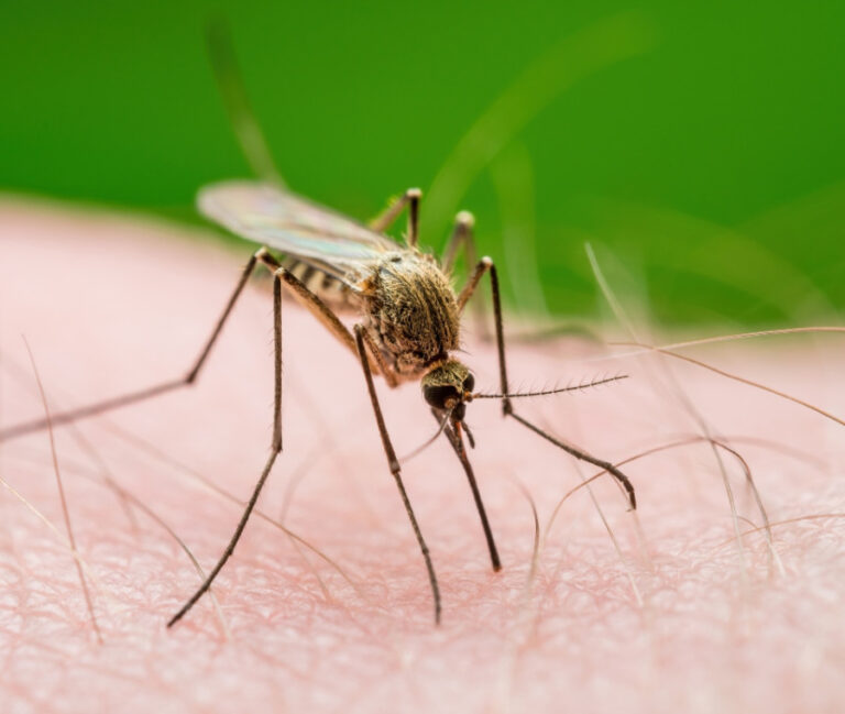 Trentola Ducenta, stanotte la disinfestazione contro il virus West Nile